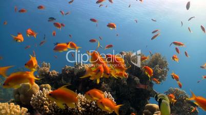 colorful fish on coral reef, Red sea