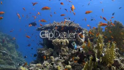 colorful fish on coral reef, Red sea