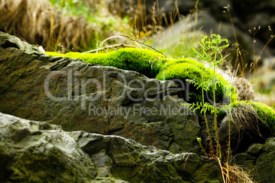 rock covered with green moss