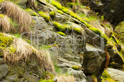 rock covered with green moss