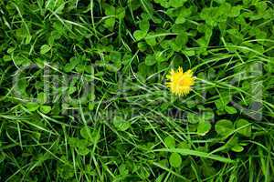 background of green grass with dandelion