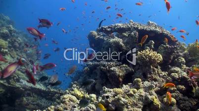 colorful fish on coral reef, Red sea