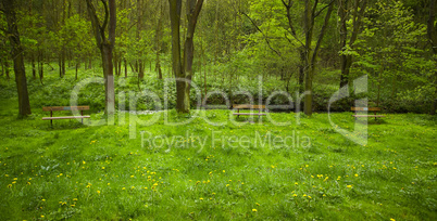 wooden benches standing on the lawn of dandelions in the woods