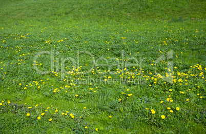 background large field of dandelions