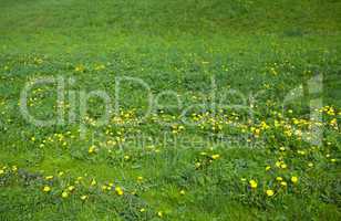 background large field of dandelions