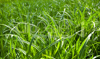 background of green grass