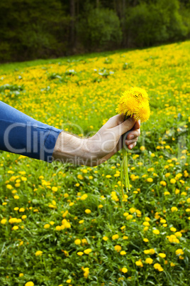 dandelions in the hands of men on the background field of dandel