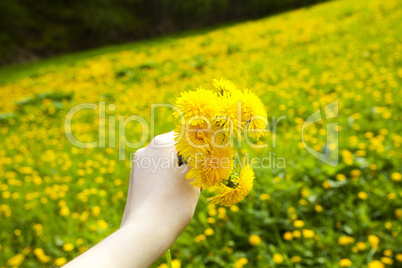 dandelions in the hands of women on the background field of dand