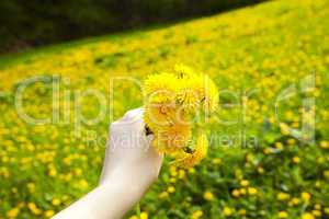 dandelions in the hands of women on the background field of dand