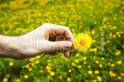 dandelions in the hands of men on the background field of dandel