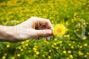 dandelions in the hands of men on the background field of dandel
