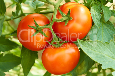 Bunch with three red tomatoes