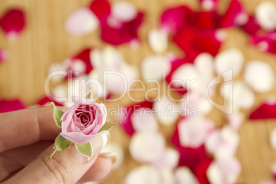 Pink rose and petals