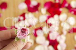 Pink rose and petals