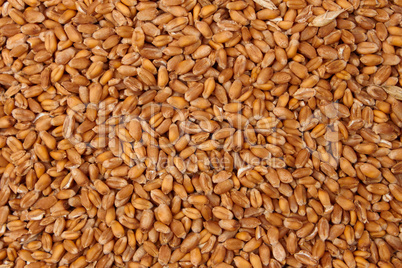Pattern of grain feed of a wheat