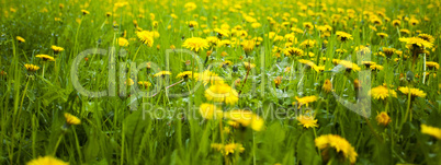 background field of dandelions in the woods