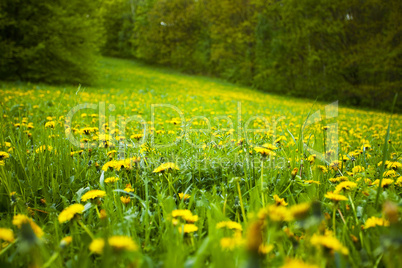 background field of dandelions in the woods