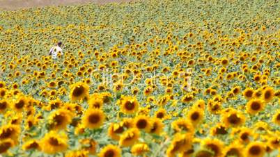 man walks through a field of sunflowers