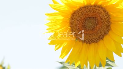 one sunflower