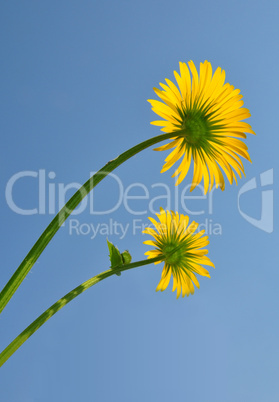 Gemswurz (Doronicum orientale)