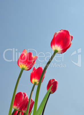 Rote Tulpen