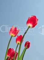 Rote Tulpen