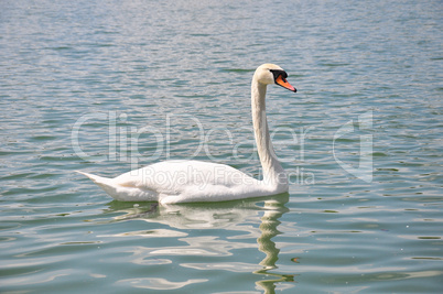 Schwan (Cygnus olor)