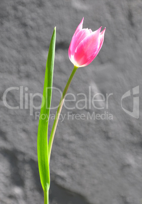 Rote Tulpe