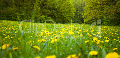 background field of dandelions in the woods