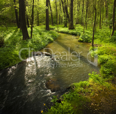 mountain stream running into the woods