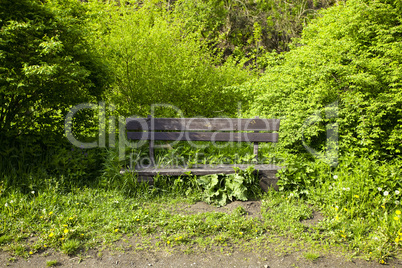 mountain stream running in the green wood