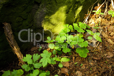 clover growing in a clearing in the woods