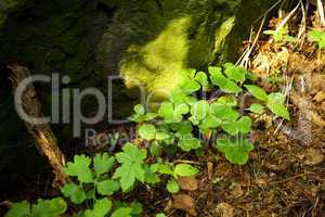 clover growing in a clearing in the woods
