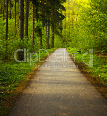 avenue of trees in the green wood