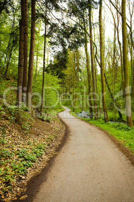 avenue of trees in the green wood