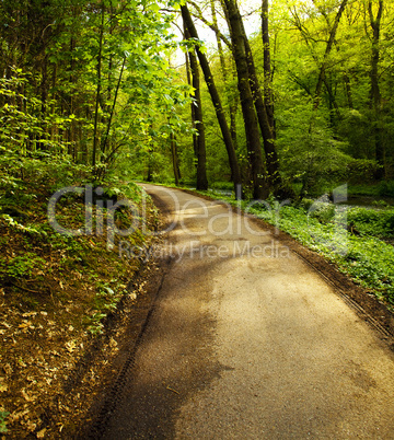 avenue of trees in the green wood