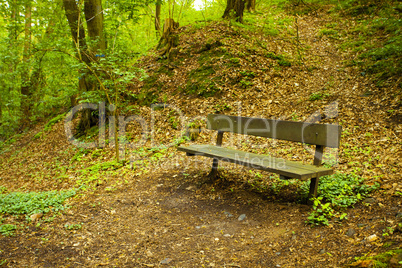 a lone bench in the green wood