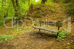a lone bench in the green wood
