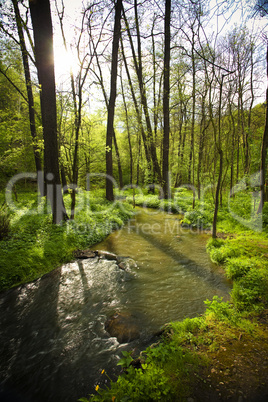 mountain stream running in the green wood