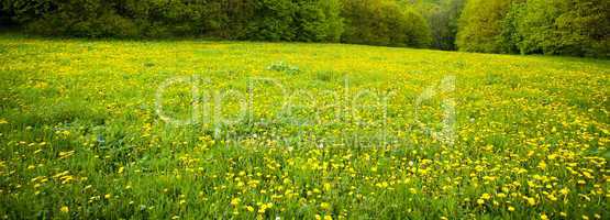 background field of dandelions