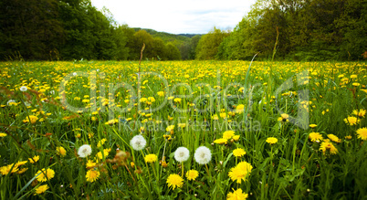 large field of dandelions in the woods