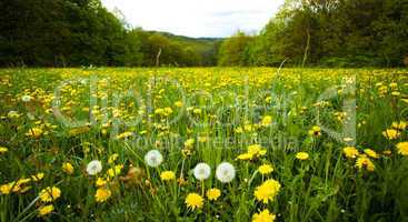 large field of dandelions in the woods
