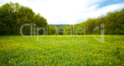 large field of dandelions in the woods