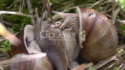 Weinbergschnecken - Paarung - Snail - pairing