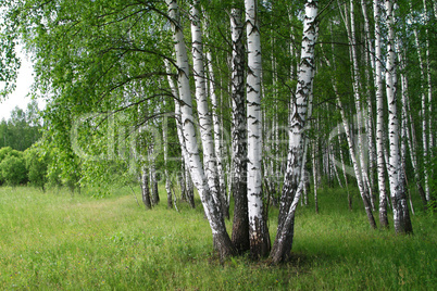 birch trees