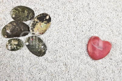 Muscheln im weißen Sand