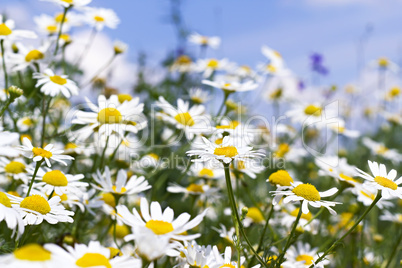 white daisies in the sky