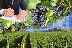 grape harvest