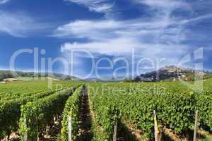 Grape harvest