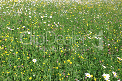 flower field